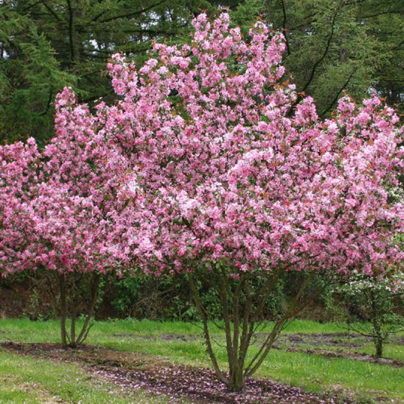 Яблоня Rudolph