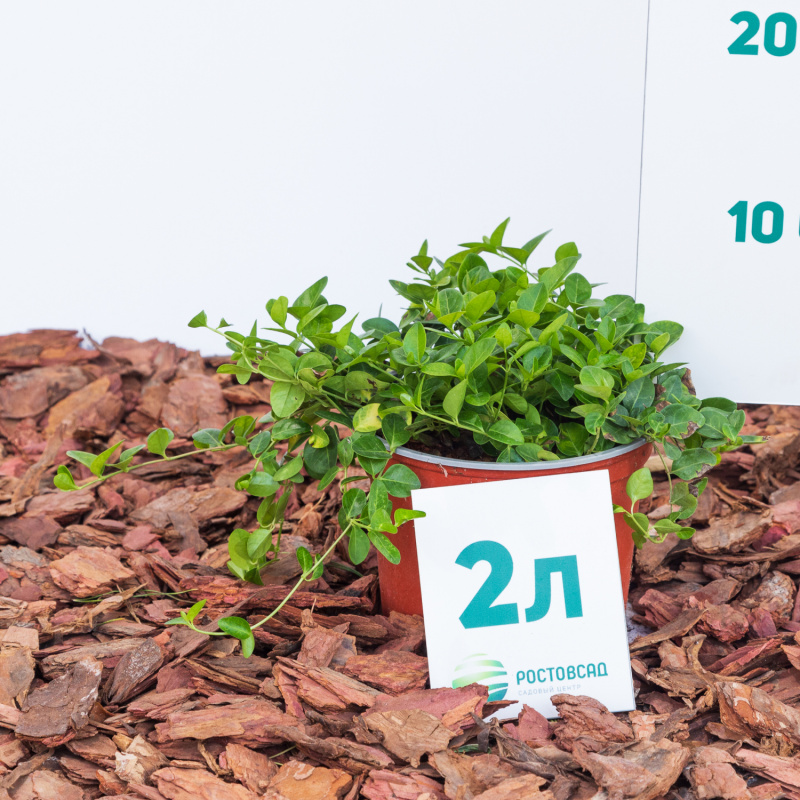 Барвинок малый Sebastian