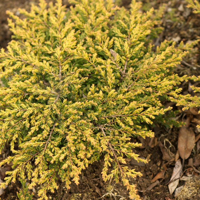 Можжевельник обыкновенный Goldschatz