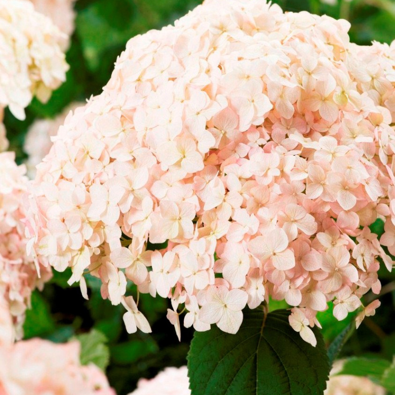 Гортензия древовидная Candybelle Marshmallow