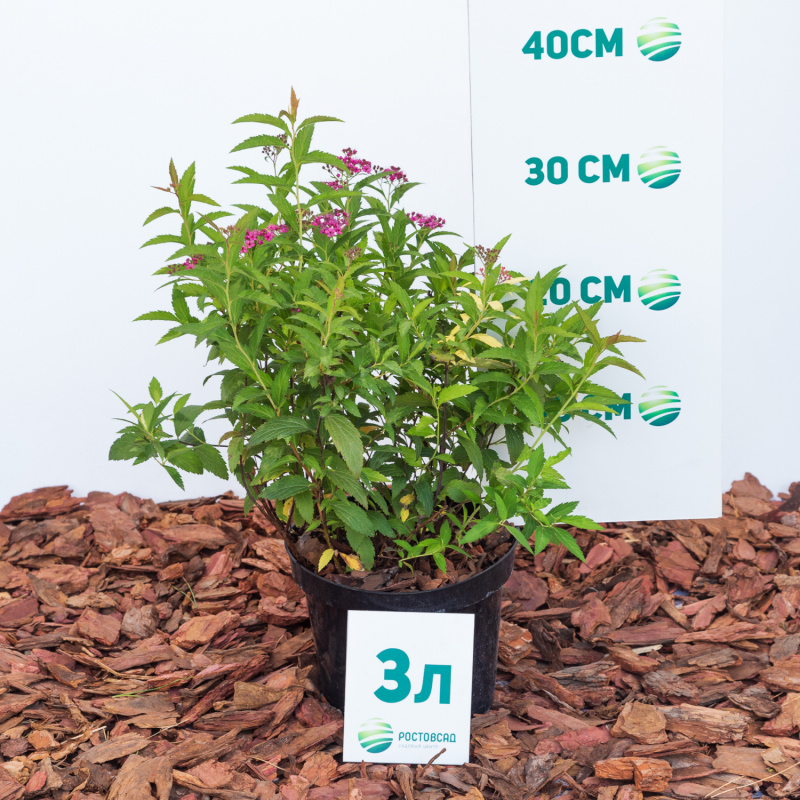 Спирея японская Anthony Waterer