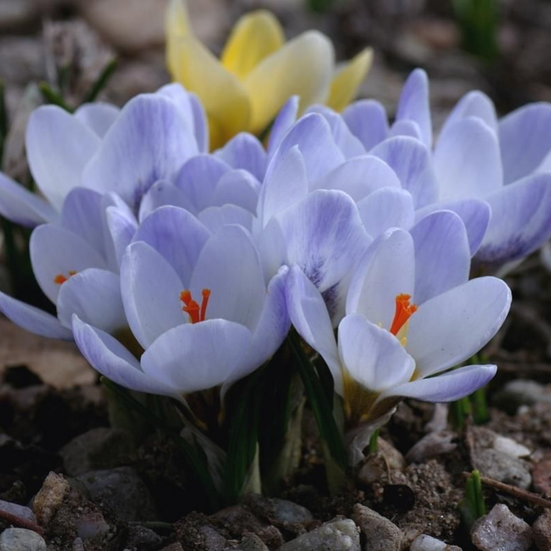 Крокус