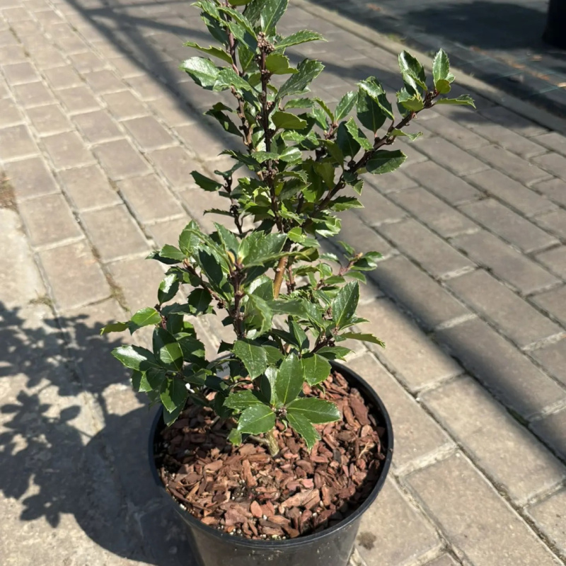 Падуб мезерва Blue Prince