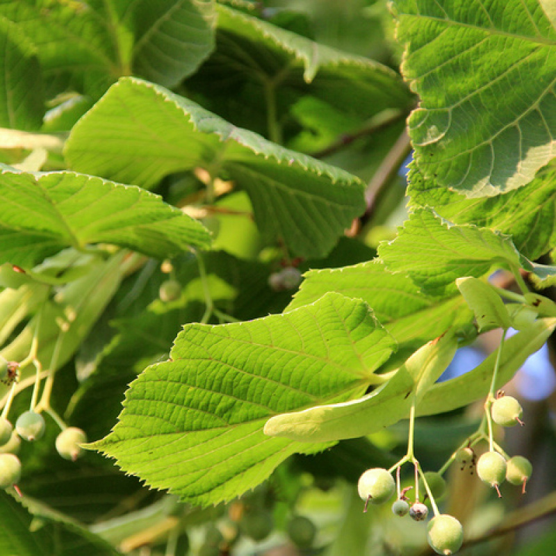 Плоды липы фото. Липа крупнолистная Tilia platyphyllos. Липа крупнолистная (Tília platyphýllos). Липа крупнолистная – Tilia platyphyllos SCOP.. Липа крупнолистная – Tilia platyphyllos SCOP побеги.