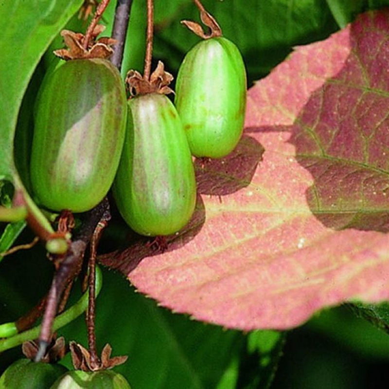 Актинидия коломикта Dr Szymanowski