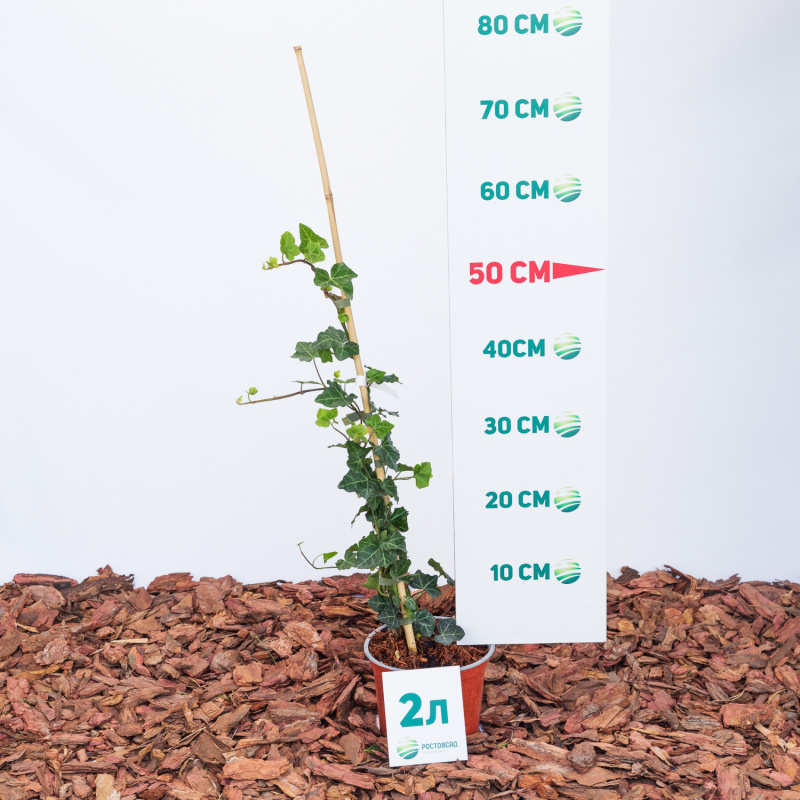 Плющ вечнозеленый Hibernica 