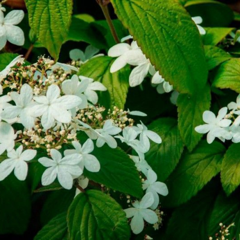 Калина складчатая Kilimandjaro