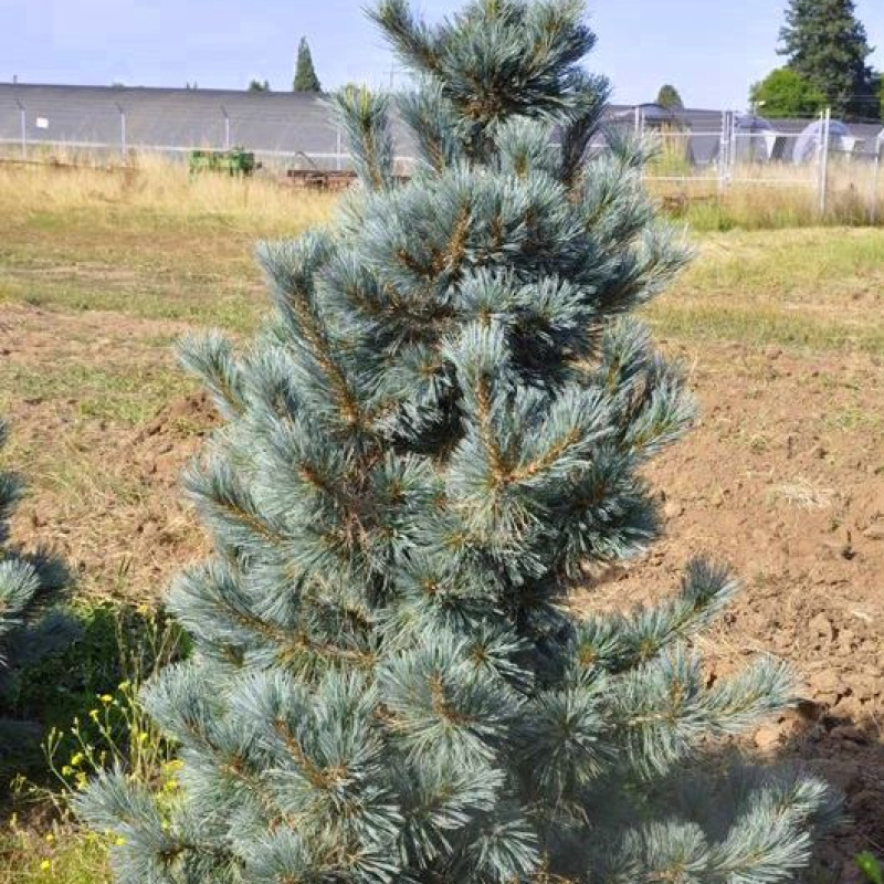 Сосна гибкая Cesarini Blue