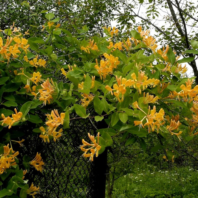 Жимолость Тельмана 