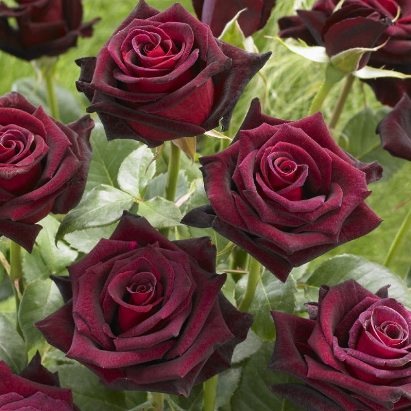 Роза  Black  Baccara