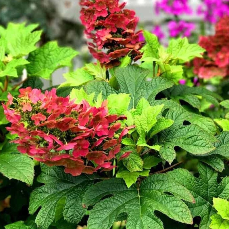 Гортензия дуболистная `Ruby Slippers`