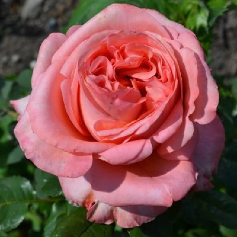 Роза  London Eye