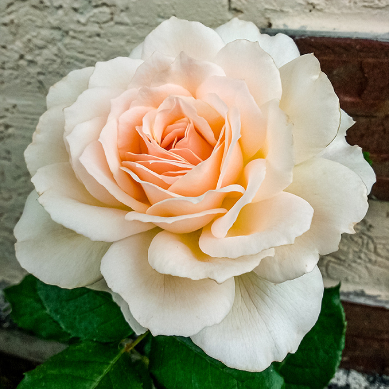 Роза  Chandos Beauty