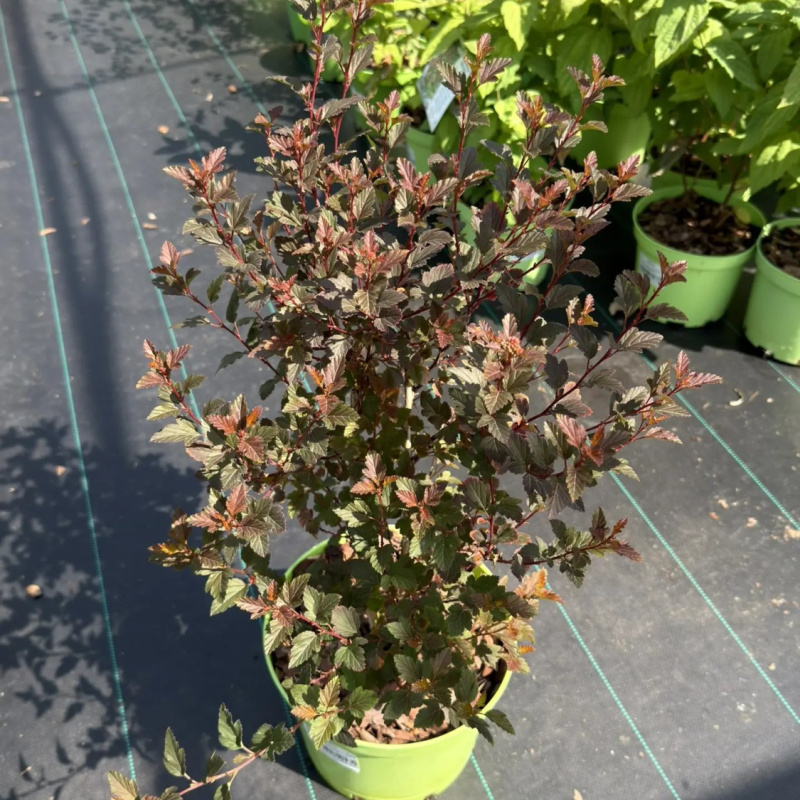 Пузыреплодник калинолистник `Sweet Cherry Tea` 