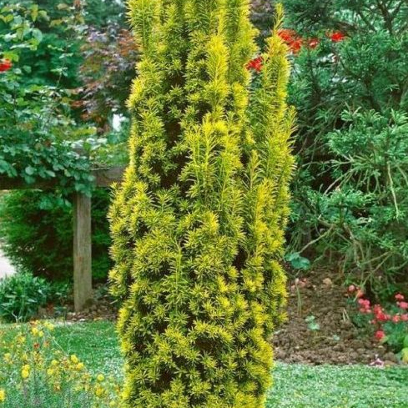 Тис ягодный David