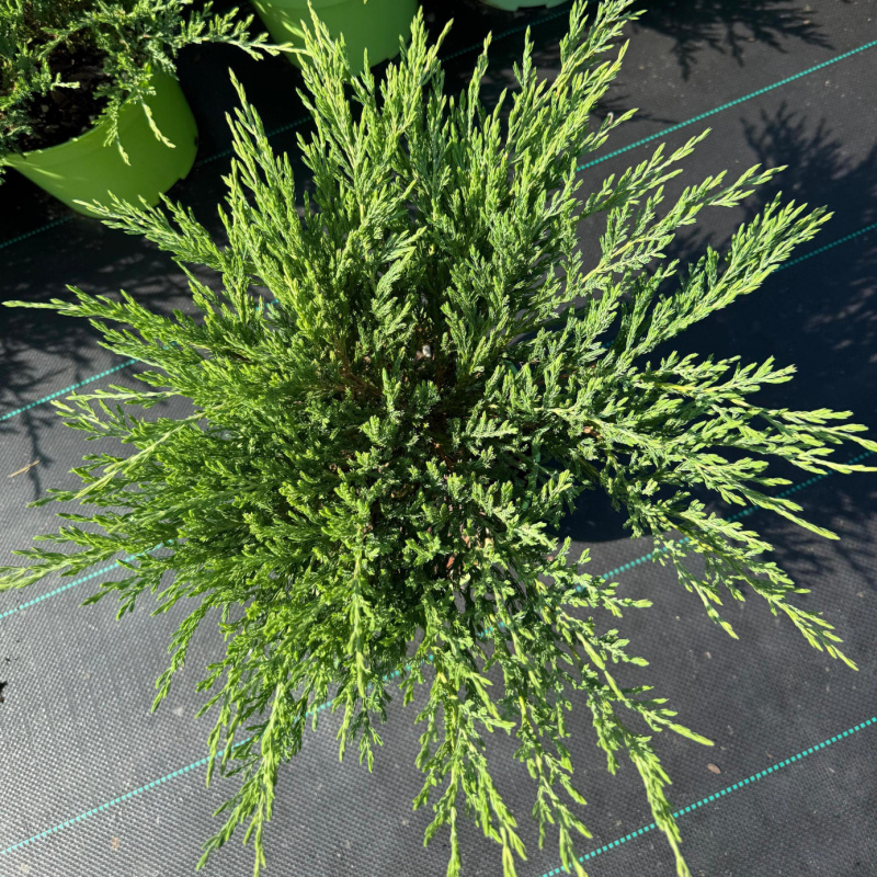 Можжевельник горизонтальный Andorra Сompacta