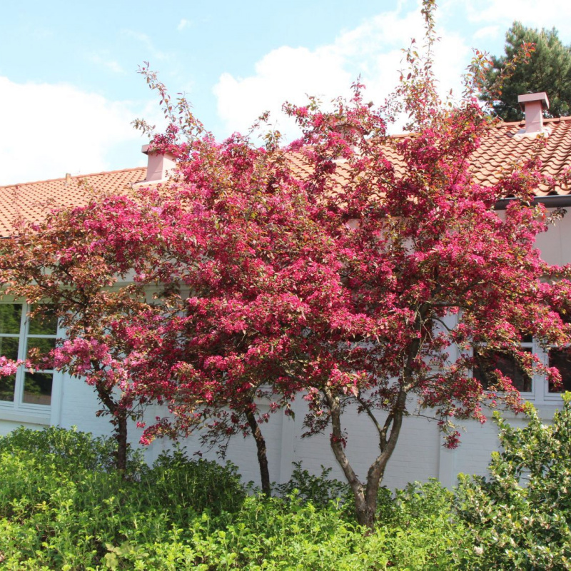 Яблоня Rudolph