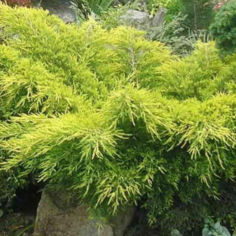 Можжевельник средний `Pfitzeriana Aurea`