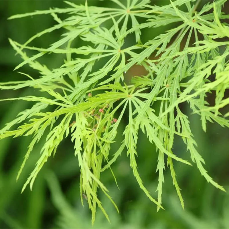 Клен веерный `Dissectum` 