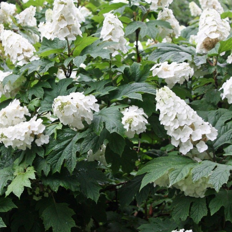Гортензия дуболистная `Ice Crystal` 