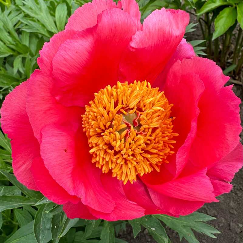 Пион `Coral Fay`