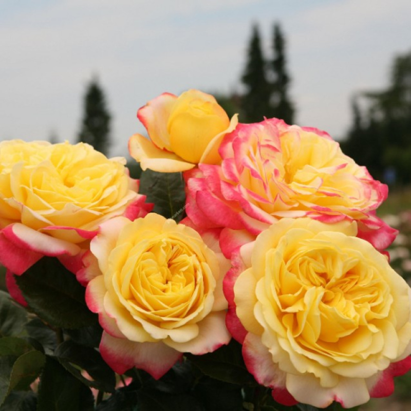 Роза  Kordes' Jubilee