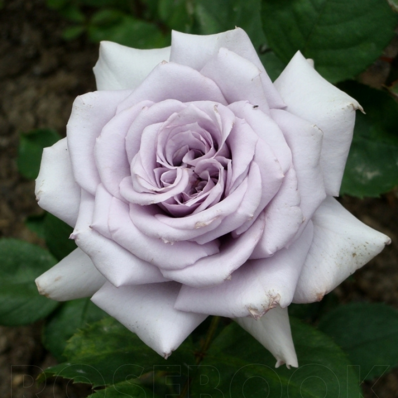 Роза  Chateau Myrtille