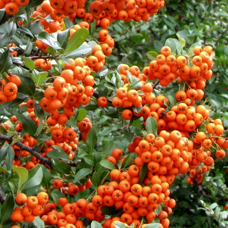Пираканта Orange Glow