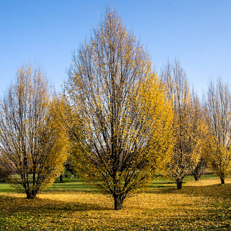 Граб ф.колонновидная Fastigiata