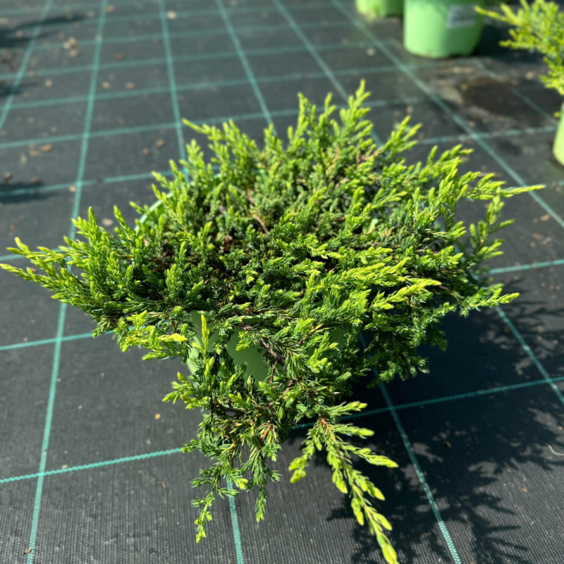 Можжевельник обыкновенный Goldschatz