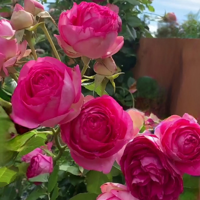 Роза  Cyclamen Pierre de Ronsard.