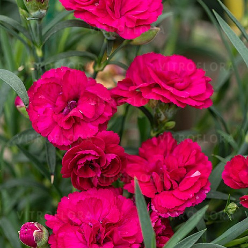 Гвоздика `Paddock Violet`