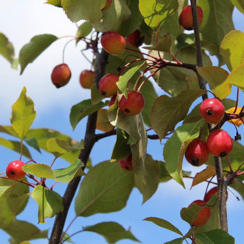 Яблоня Rudolph