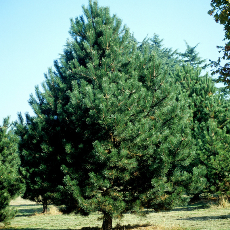 Сосна обыкновенная 