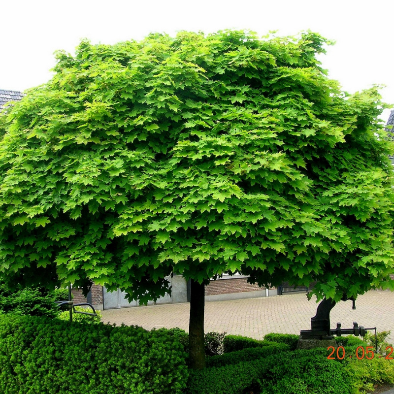 Клен остролистный Globosum
