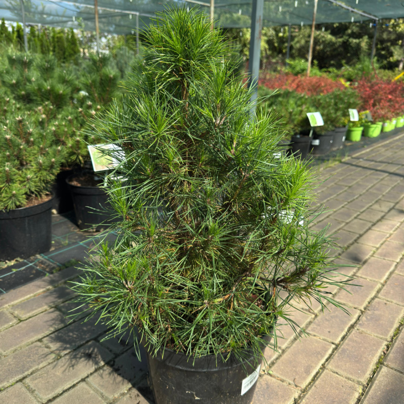 Сосна обыкновенная Хaveryi