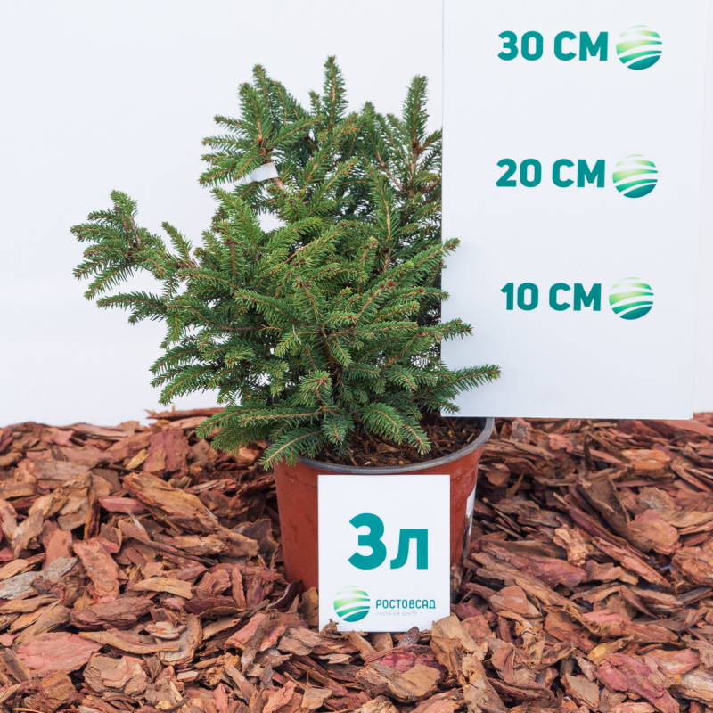 Ель обыкновенная Nidiformis