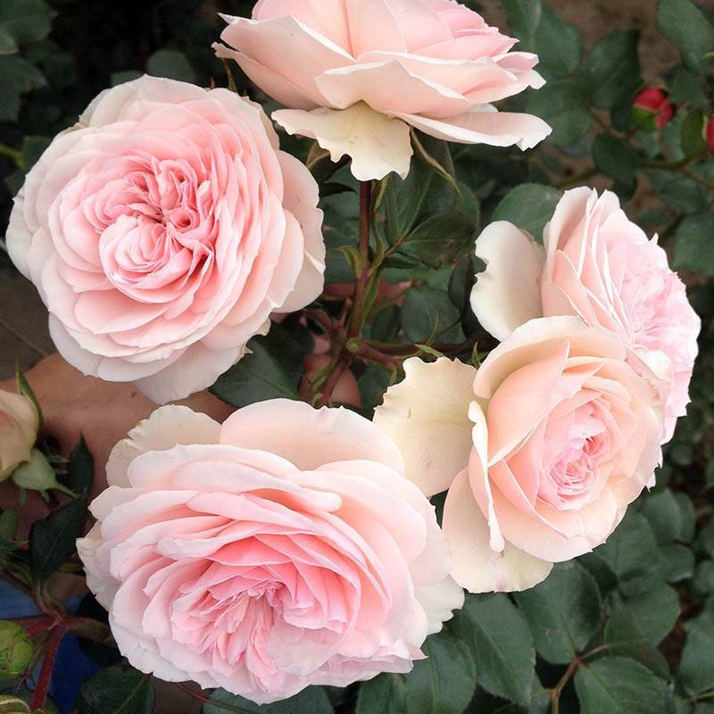 Роза Maria Theresia