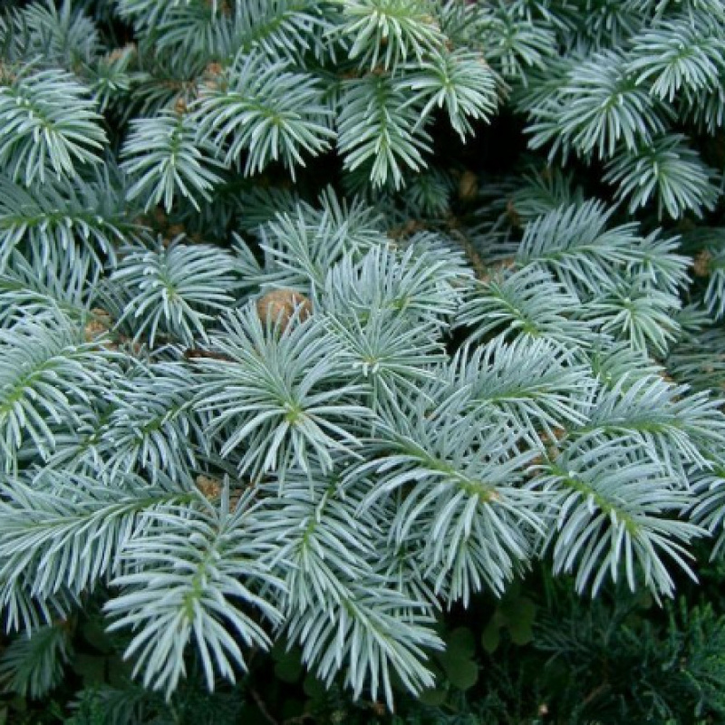 Ель колючая ф.голубая `Glauca`