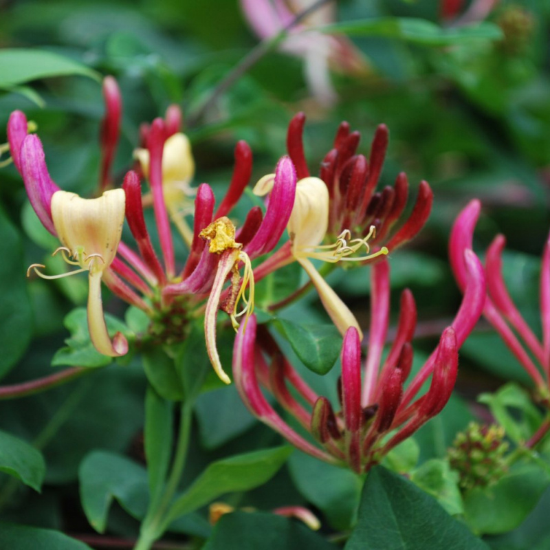 Жимолость вьющаяся Serotina