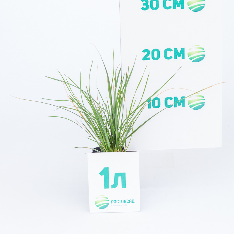 Луговик дернистый Goldtau