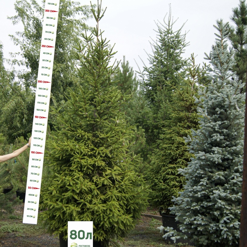 Ель обыкновенная 