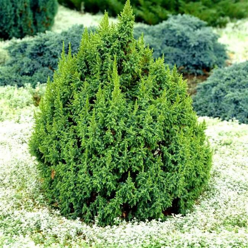 Можжевельник пинги Loderi