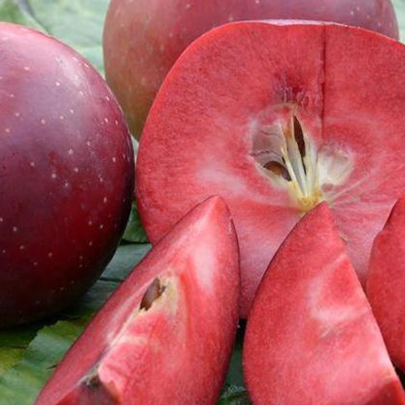 Яблоня красномясные