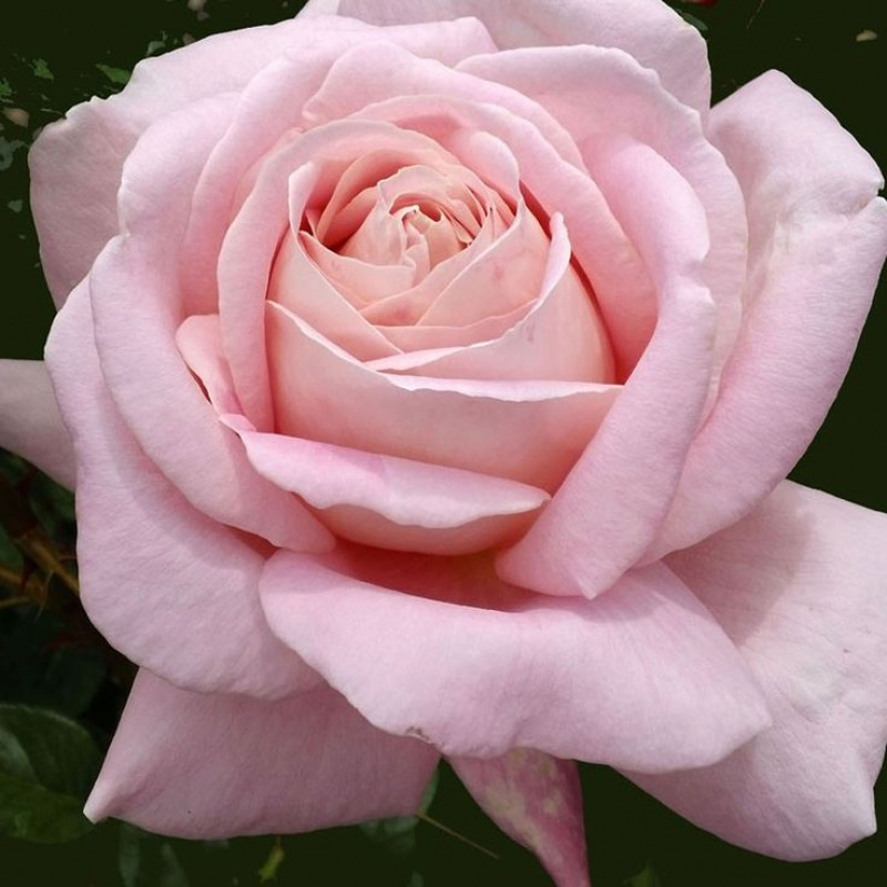 Фото розы грейс