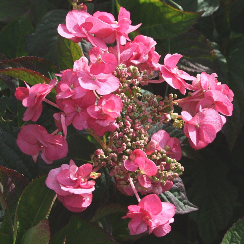 Гортензия пильчатая Santiago 