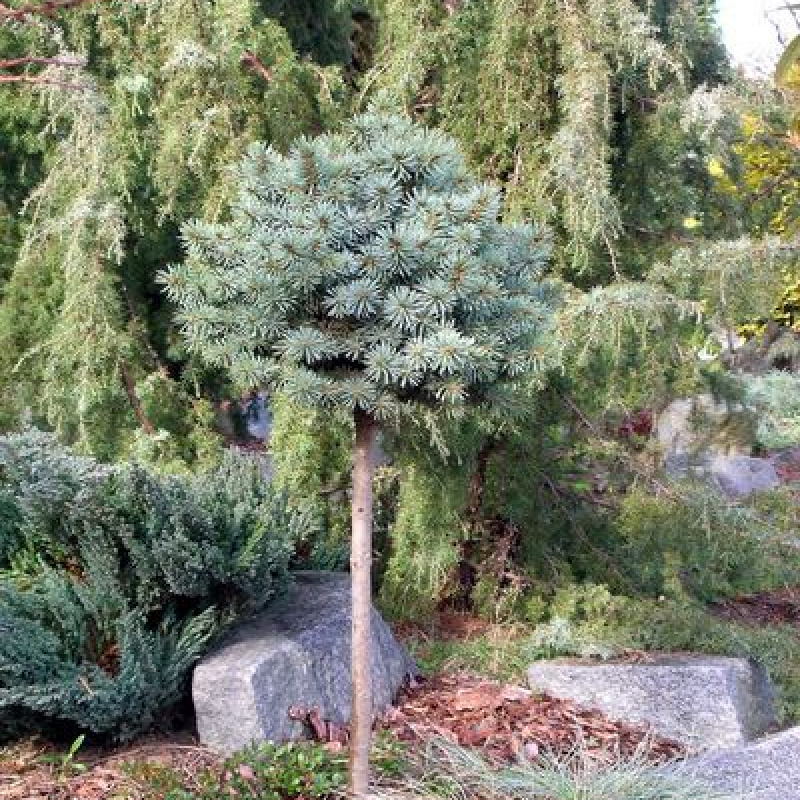 Ель колючая Fat Albert