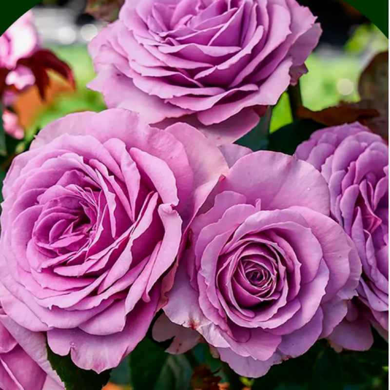 Роза  Quicksilver