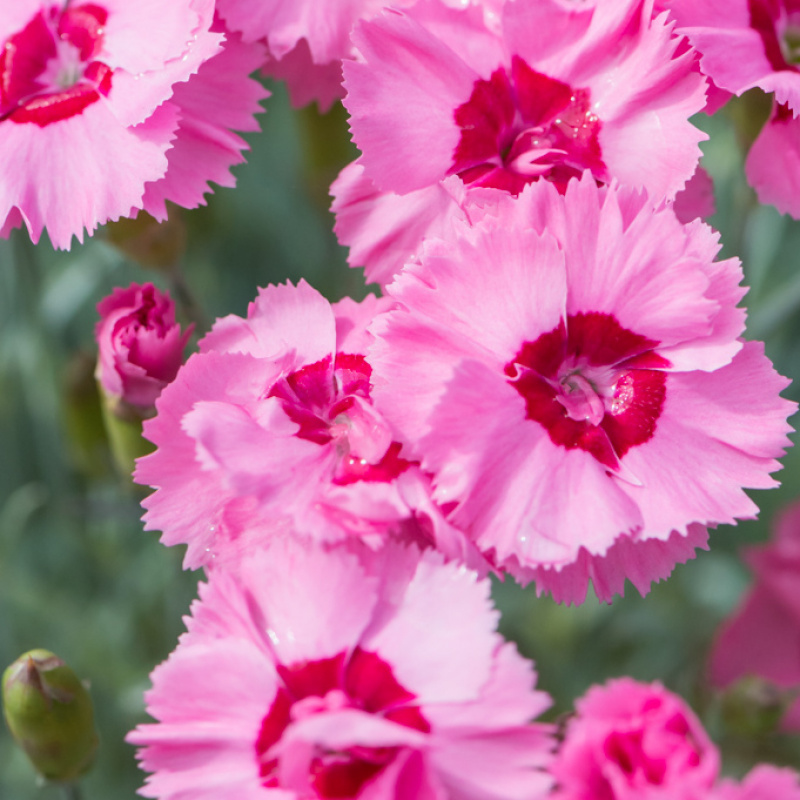 Гвоздика Dianthus