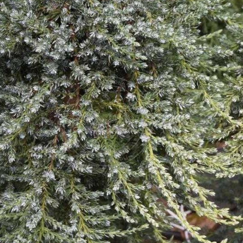 Можжевельник обыкновенный Sibirica